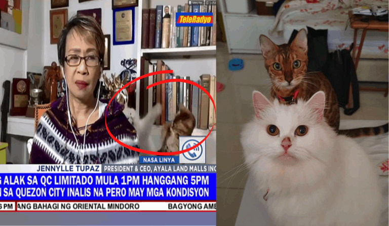 Pet cats ‘rambulan’ hilariously videobombs Doris Bigornia’s live broadcast