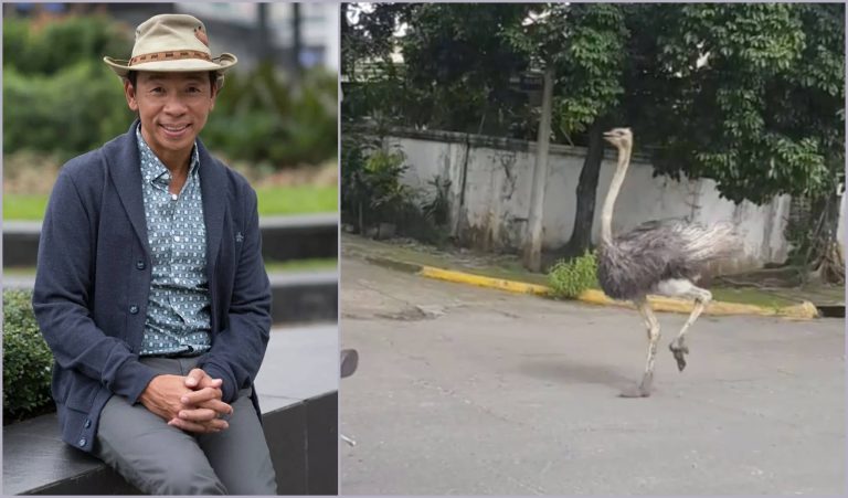 Kuya Kim Atienza ready with trivia on runaway ostrich in QC