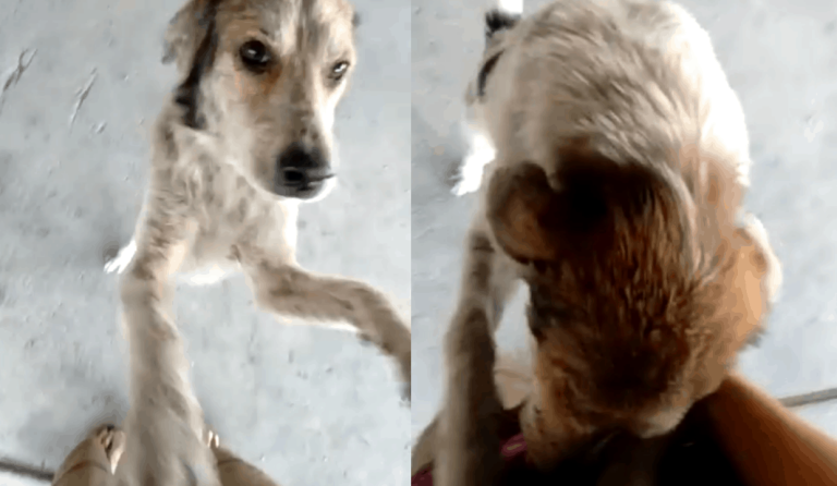 WATCH: Tears of joy as missing dog and furparent reunite after 3 months