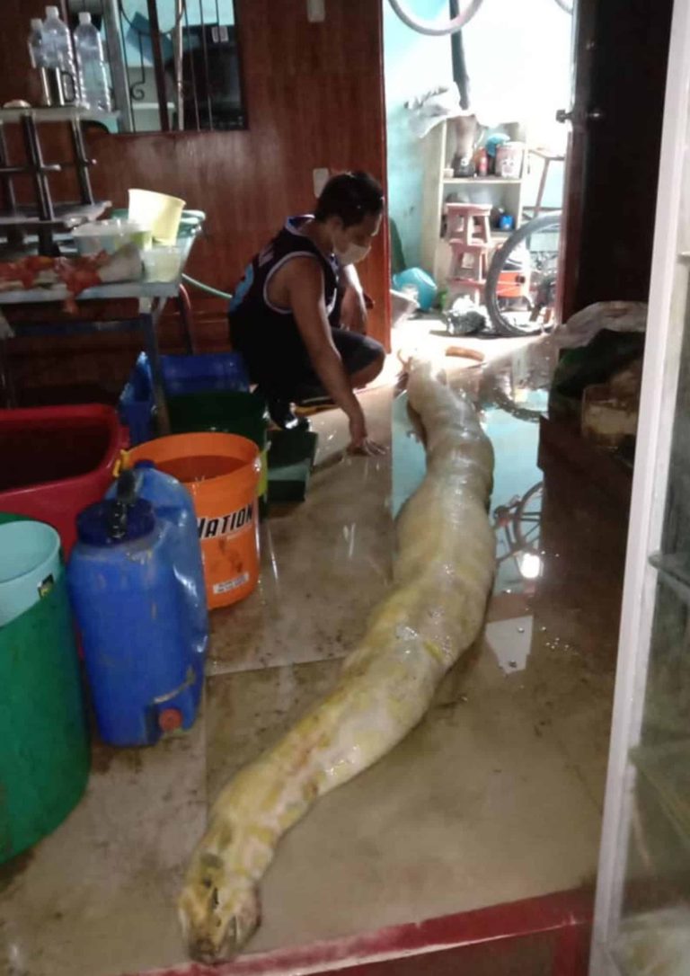 Man mourns loss of pet python that perished in Ulysses flood