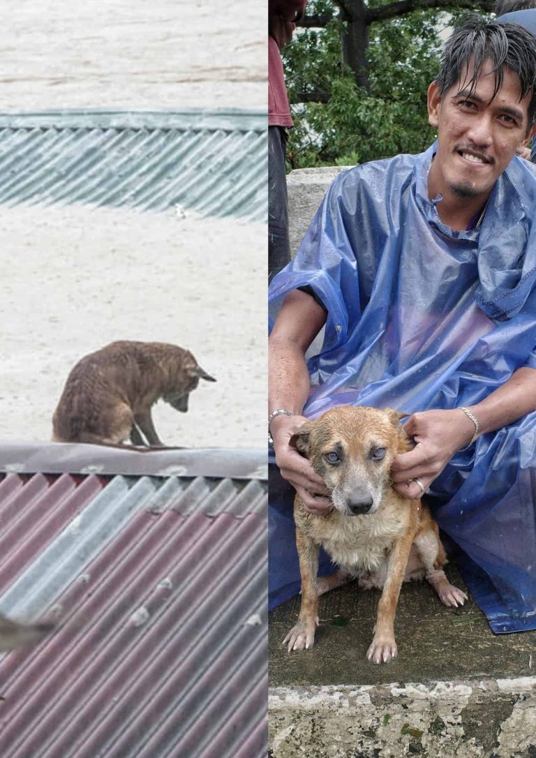 LOOK: Dog stuck on rooftop rescued, reunited with owner