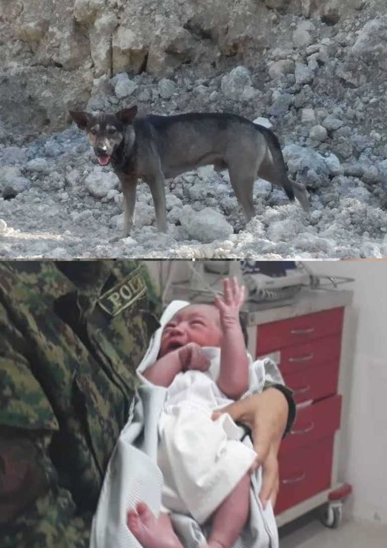 Stray dog helps rescue newborn baby abandoned in Cebu dumpsite