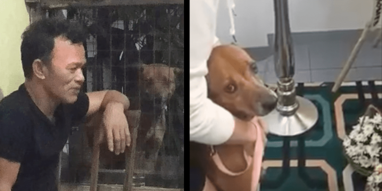 ‘Panay hanap siya sa papa ko’: 7-year-old aspin mourns passing of owner