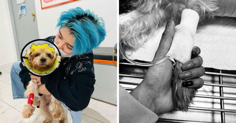 KZ Tandingan, TJ Monterde mourn loss of pet dog