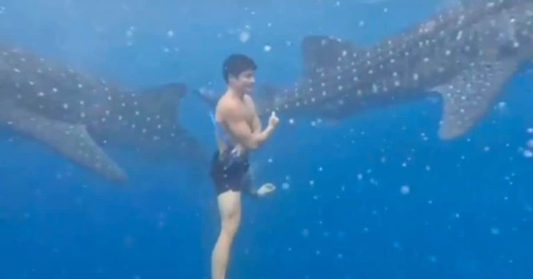WATCH: Piolo Pascual swims with whale sharks
