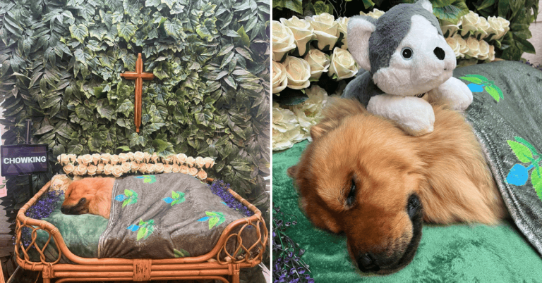 Pet owner seeks justice for Chow Chow’s death in ‘well-known’ dog hotel