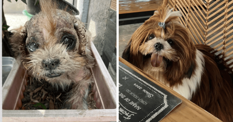 ‘Rags to Riches’: Netizen shares inspiring story of rescued furbaby