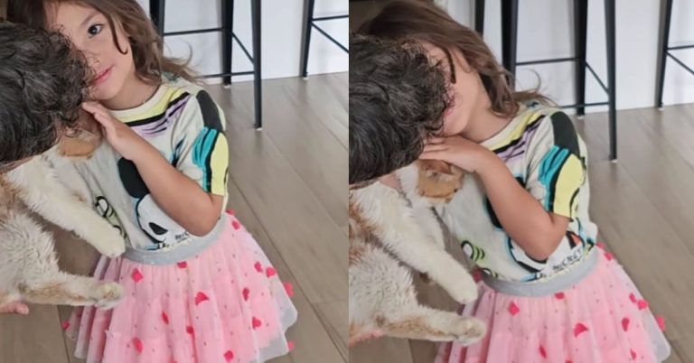Bolzico family’s pet cat El Gato returns home