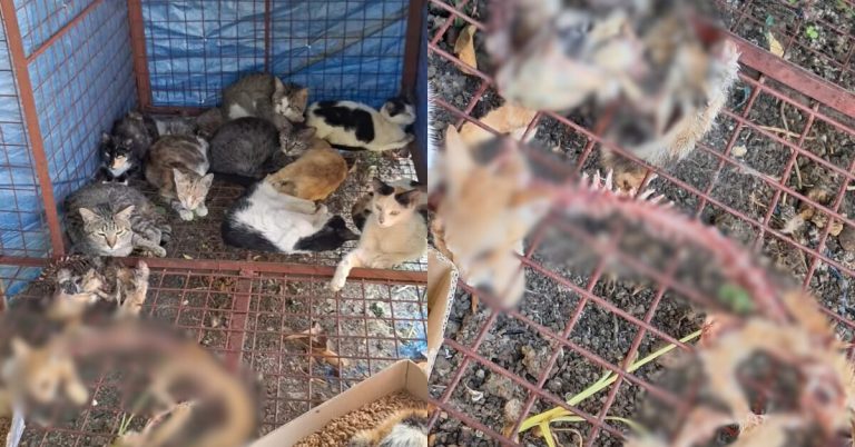 Barangay official faces legal action over disturbing state of cats in Dasmariñas animal pound