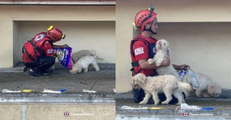Red Cross volunteer praised for feeding stranded dogs on roof during Typhoon Kristine
