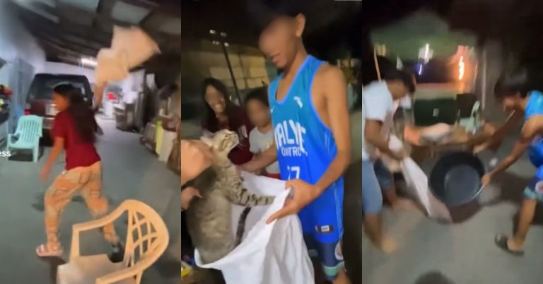 Disturbing video of pregnant cat abused by group of youth sparks outrage online